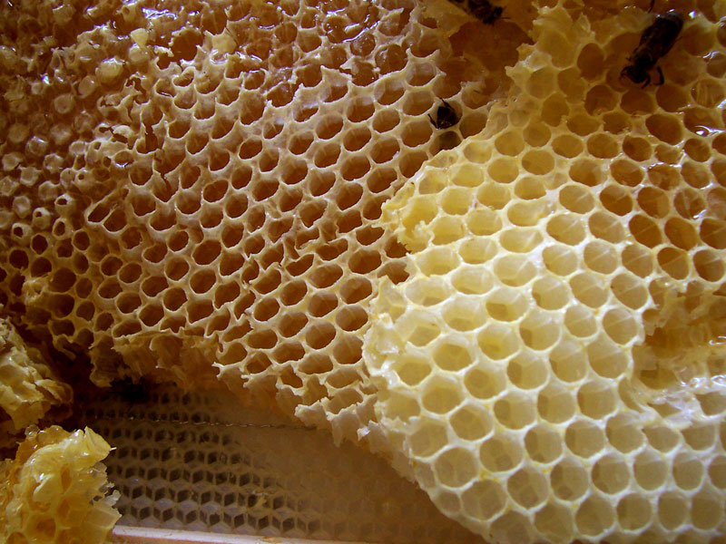 panal de abejas